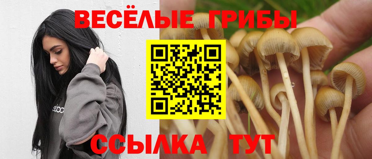 Псилоцибиновые грибы Psilocybine cubensis Ишим